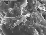 Possible microrods coating crystal