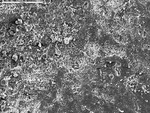 SEM of crust by M. Spilde, D. Northup, and L. Melim