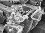 Twisted filaments on crystals by M. Spilde, D. Northup, and L. Melim