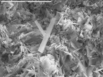 View of bladed crystal with needles in microspar/micrite by M. Spilde, D. Northup, and L. Melim