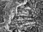 View of web-like clay, possibly smectite by M. Spilde, D. Northup, and L. Melim