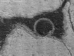 BSE image of round feature from tp1-02.tif by M. Spilde, L. Melim, and D. Northup