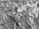 Detail of collapsed reticulated filaments by M. Spilde, L. Melim, and D. Northup