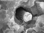 Closer view of reticulated filament emerging from tube by D. Northup, M. Splide, L. Melim, R. Liescheidt, and A. Kooser