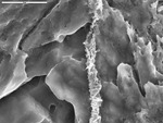 Detail of filament with clay inclusions by M. Spilde, L. Melim, S. Herpin, and J.M. Queen