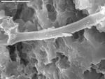 Detail of reticulated filament by M. Spilde, D. Northup, and L. Melim