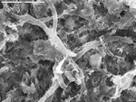 Detail of smooth filaments by M. Spilde, L. Melim, S. Herpin, and J.M. Queen
