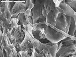 Detail of smooth filaments in micrite and spar by M. Spilde, L. Melim, S. Herpin, and J.M. Queen