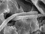 Detail on two reticulated filaments by D. Northup, M. Spilde, and L. Melim