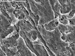 Overview of reticulated and smooth filaments