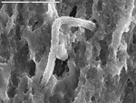 Reticulated filament emerging and going into crystals by D. Northup, M. Spilde, and L. Melim