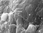 Close up of filament sticking to grain by M. Spilde and Leslie Melim