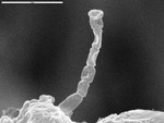 Close up of segment filament by M. Spilde, D. Northup, and L. Melim