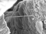 Irregular filament bridging crystals by M. Spilde, D. Northup, and L. Melim