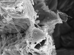 Segmented filaments bridging crystals by M. Spilde and Leslie Melim