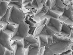 Thin coating on crystals by M. Spilde and Leslie Melim