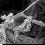 Close detail of smooth and hairy filaments by George Braybrook, Leslie Melim, and Brian Jones