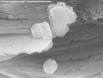Close up of Al-rich material on hydromagnesite by M. Spilde, D. Northup, and L. Melim