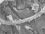 Close up of etched curved filament by M. Spilde, D. Northup, and L. Melim