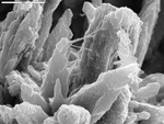 Close up of filaments between crystals by M. Spilde, D. Northup, and L. Melim