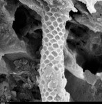 Close up of reticulated filament