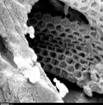 Close up of reticulated filament in hole
