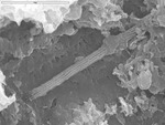 Close up of reticulated filament in valley, partial cover by calcite