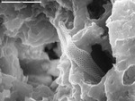 Close view of reticulated filament in tube by M. Spilde and Leslie Melim