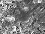 Closer up of resistant gypsum spots showing imprint of a bladed shape. by M. Spilde and L. Melim