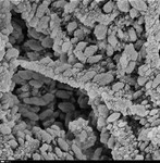 Closer view of crystallites that look like they coat microrods by George Braybrook, Leslie Melim, and Brian Jones