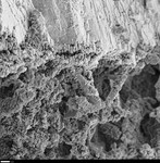 Crystallites next to dense layer, possible coated microrods by George Braybrook, Leslie Melim, and Brian Jones