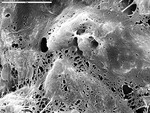 Dense web of felted filaments by M. Spilde and L. Melim