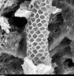 Detail of texture on reticulated filament