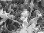 Overview of reticulated filaments in corroded rock
