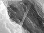 Reticulated filament in crevasse