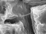 Smooth filament bridging gap between etched crystals. by M. Spilde, D. Northup, and L. Melim