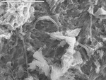 View of many filaments and platy crystals
