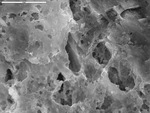 Crust on detrital grain by D. Northup, M. Spilde, L. Melim, and R. Liescheidt