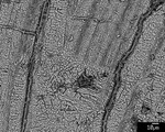 Back scatter detail of Q06-5a-17, where laminae hit recrystallized patch with epoxy. Bright spots probably Fe grinding grit. by M. Spilde, L. Melim, and D. Northup