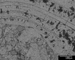Back scatter of the edge of detrital core, laminae and recrystallization patches, including dolomite rhombs by M. Spilde, L. Melim, and D. Northup