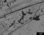 Back scatter detail of laminae pinch and recrystallization by M. Spilde, L. Melim, and D. Northup