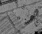 Back scatter image closer detail of end of laminae in recrystallized patch. by M. Spilde, L. Melim, and D. Northup