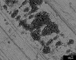 Back scatter image looking at porous layer within layer 2, laminae go right through the porous material, darker area is epoxy by M. Spilde, L. Melim, and D. Northup
