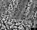 Back scatter image of detail on boundary to recrystallized area by M. Spilde, L. Melim, and D. Northup