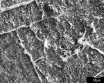 Closer detail of end of laminae in recrystallized patch. by M. Spilde, L. Melim, and D. Northup