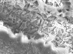 Elongate ridge of etched calcite next to epoxy by D. Northup and L. Melim