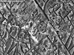 Film, debris and filaments in cracked crystals