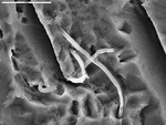 Smooth filaments coming out of calcite, hollow where broken open by Michael Spilde and Leslie Melim