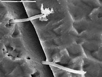 Two smooth filaments emerging from holes, one with clay