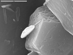 Globular grain and needles on pitted crystals by M. Spilde, D. Northup, and L. Melim